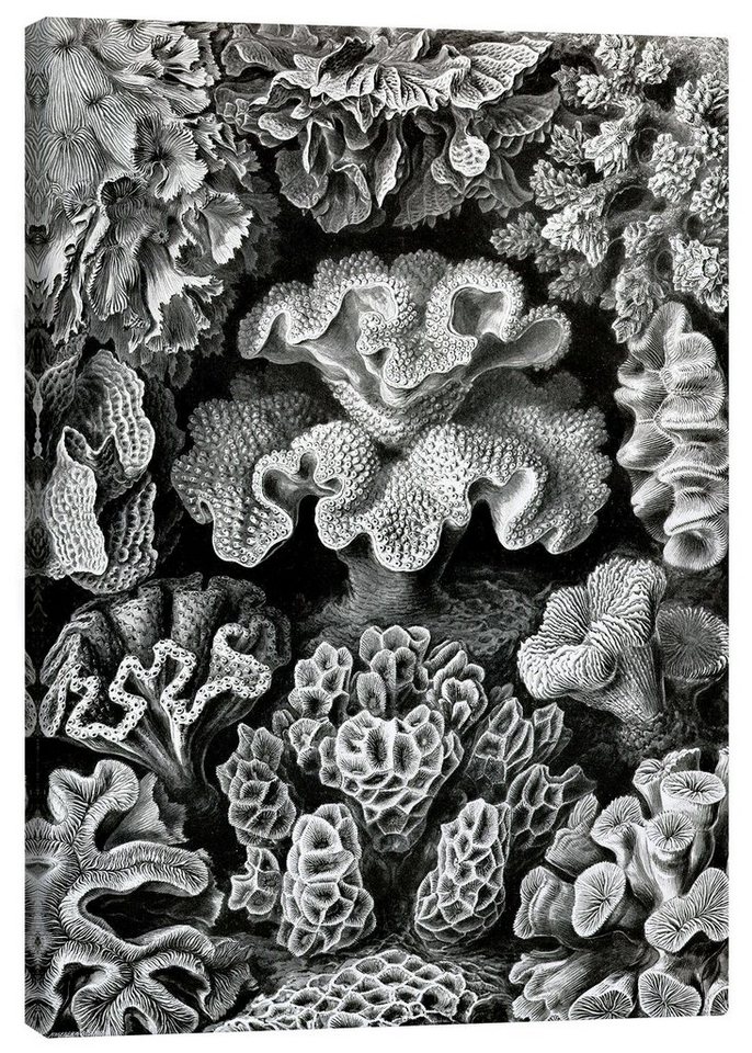 Posterlounge Leinwandbild Ernst Haeckel, Sechsstrahlige Blumentiere, Hexacorallia (Kunstformen der Natur, 1899), Malerei von Posterlounge