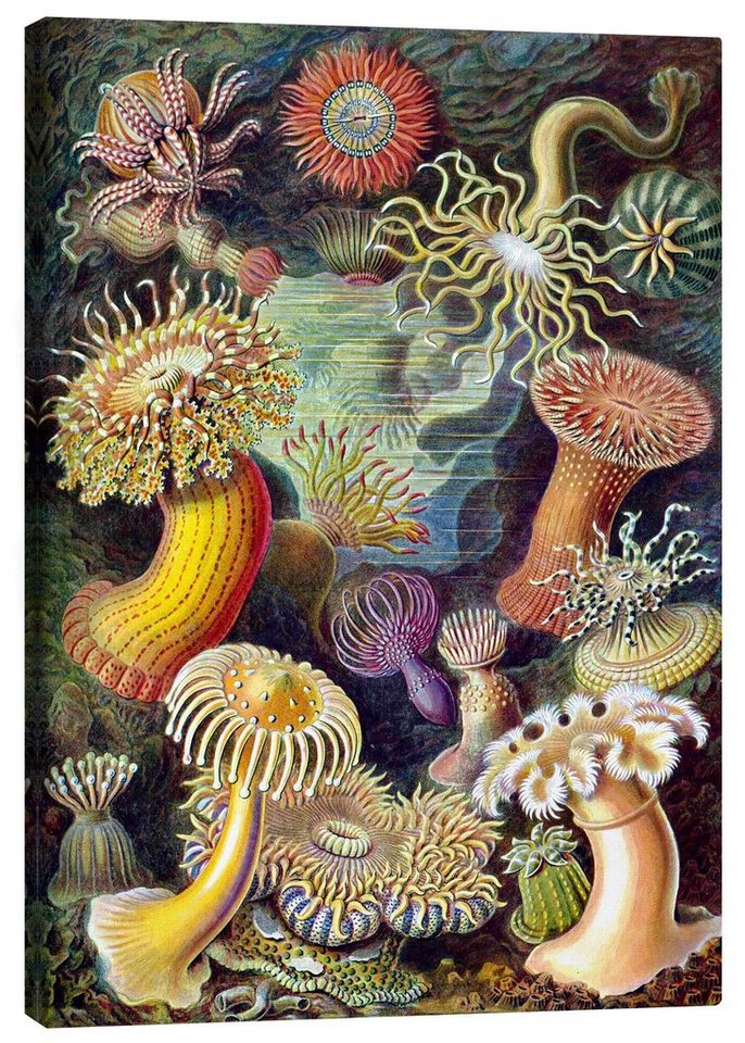 Posterlounge Leinwandbild Ernst Haeckel, Seeanemonen, Actiniae (Kunstformen der Natur, 1899), Wohnzimmer Maritim Malerei von Posterlounge