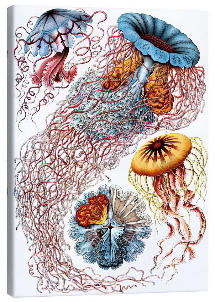 Posterlounge Leinwandbild Ernst Haeckel, Semaeostomiden, Discomedusae - Kunstformen der Natur, 1899 I, Badezimmer Maritim Malerei von Posterlounge