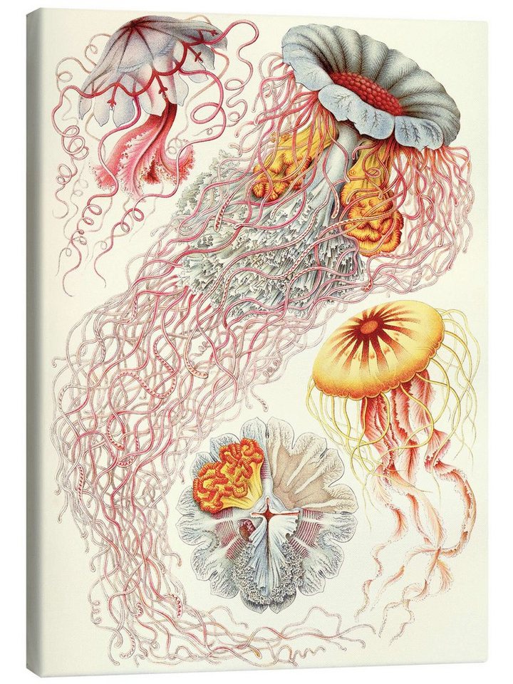 Posterlounge Leinwandbild Ernst Haeckel, Semaeostomiden, Discomedusae - Kunstformen der Natur, 1899 II, Vintage Malerei von Posterlounge