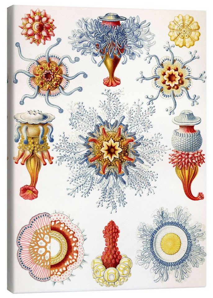 Posterlounge Leinwandbild Ernst Haeckel, Staatsquallen, Siphonophorae (Kunstformen der Natur, 1899), Malerei von Posterlounge