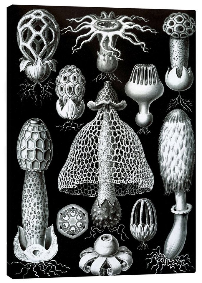 Posterlounge Leinwandbild Ernst Haeckel, Ständerpilze, Basidiomycetes (Kunstformen der Natur, 1899), Malerei von Posterlounge