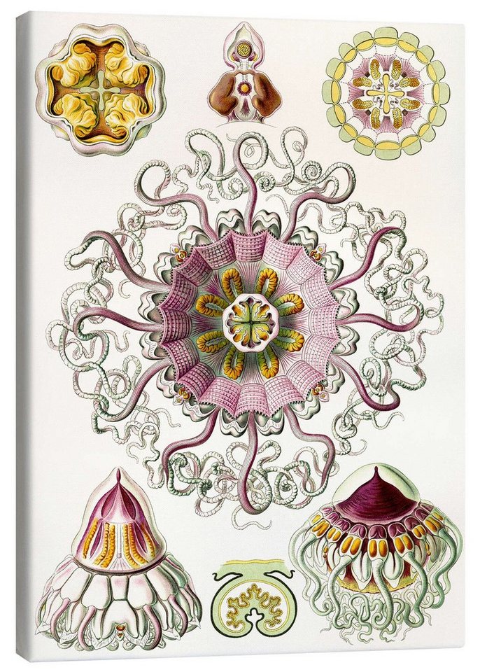 Posterlounge Leinwandbild Ernst Haeckel, Taschenquallen, Peromedusae, Periphylla (Kunstformen der Natur, 1899), Skandinavisch Malerei von Posterlounge