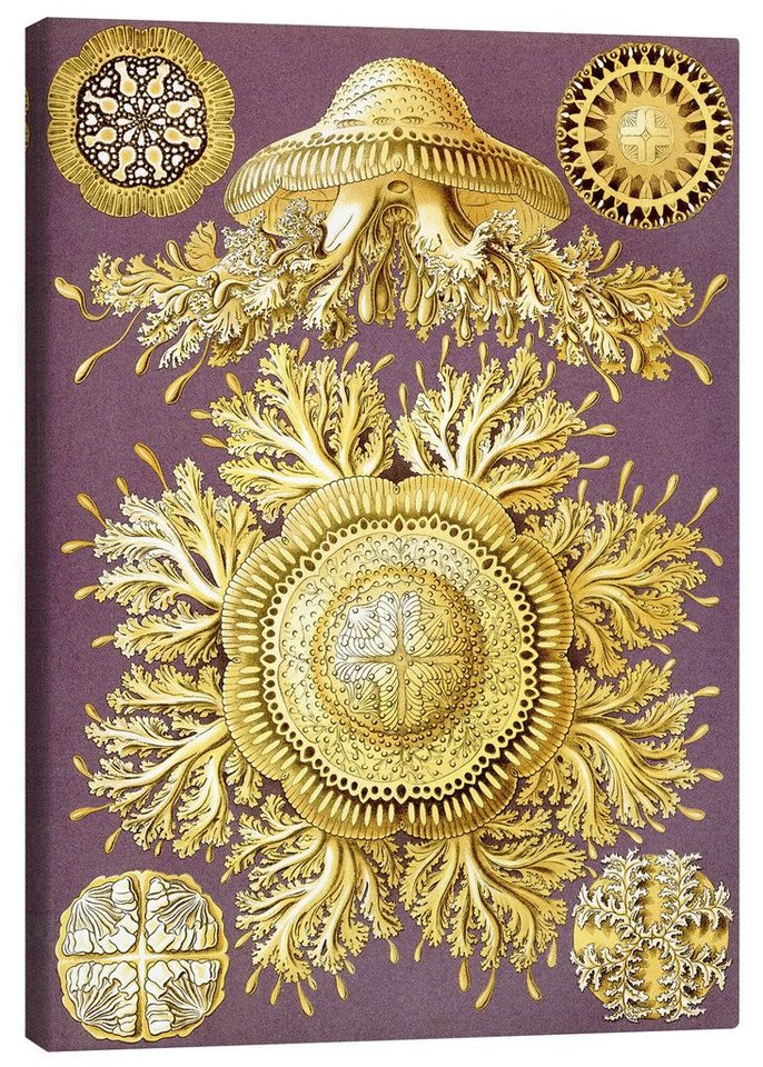 Posterlounge Leinwandbild Ernst Haeckel, Toreuma, Discomedusae (Kunstformen der Natur, 1899), Vintage Malerei von Posterlounge