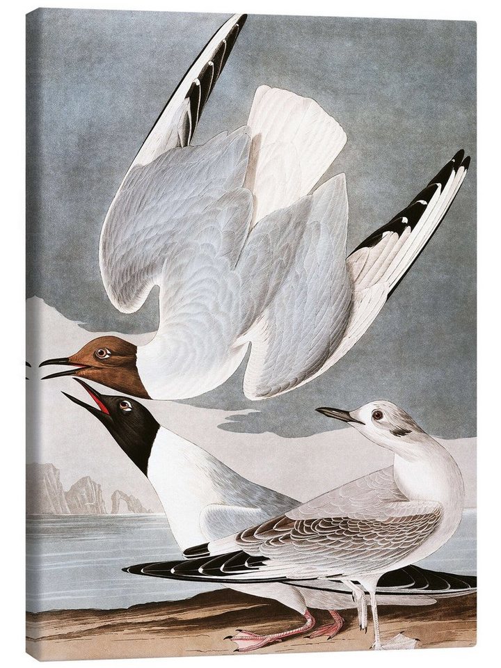 Posterlounge Leinwandbild John James Audubon, Möwen, Badezimmer Vintage Malerei von Posterlounge