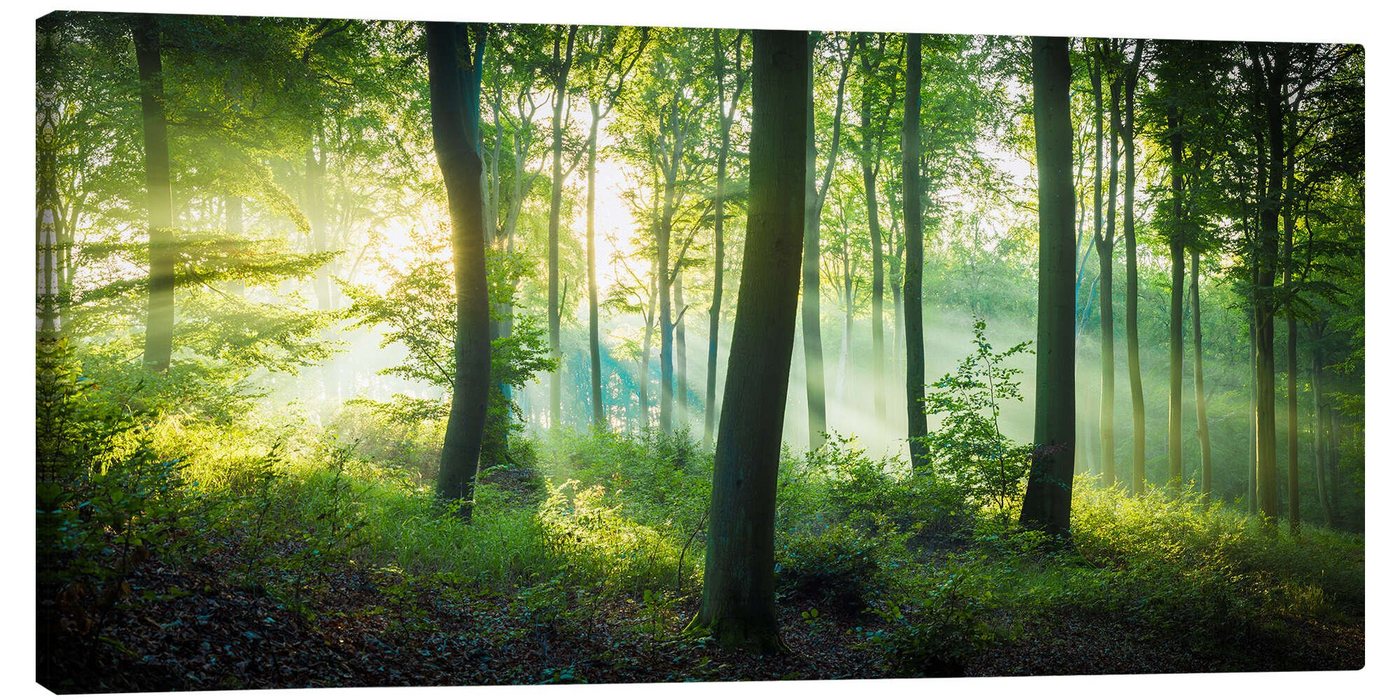 Posterlounge Leinwandbild Martin Wasilewski, Licht im Wald, Badezimmer Maritim Fotografie von Posterlounge