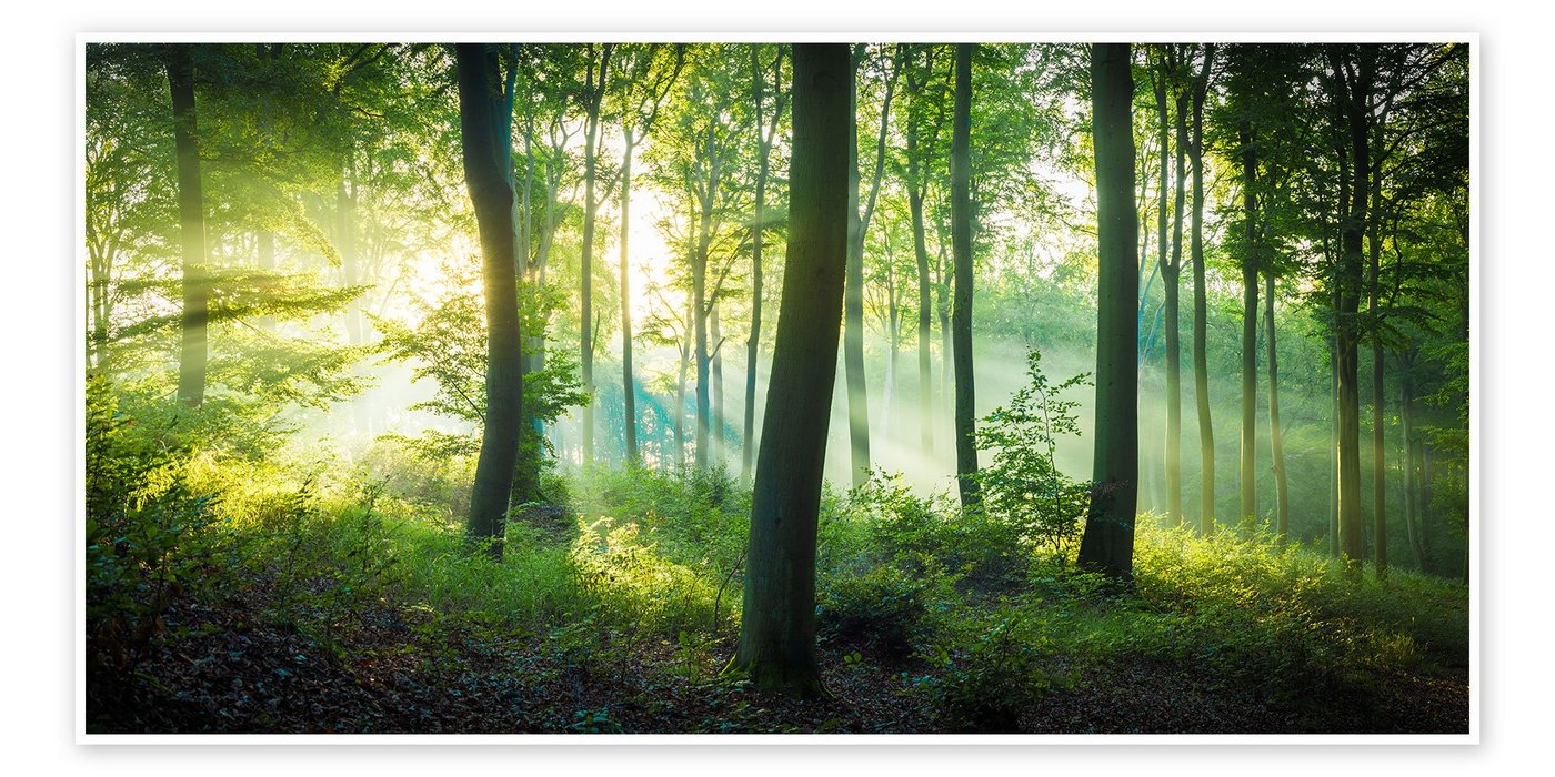 Posterlounge Poster Martin Wasilewski, Licht im Wald, Badezimmer Maritim Fotografie Posterlounge Poster Martin Wasilewski, Licht im Wald, Badezimmer Maritim Fotografie von Posterlounge