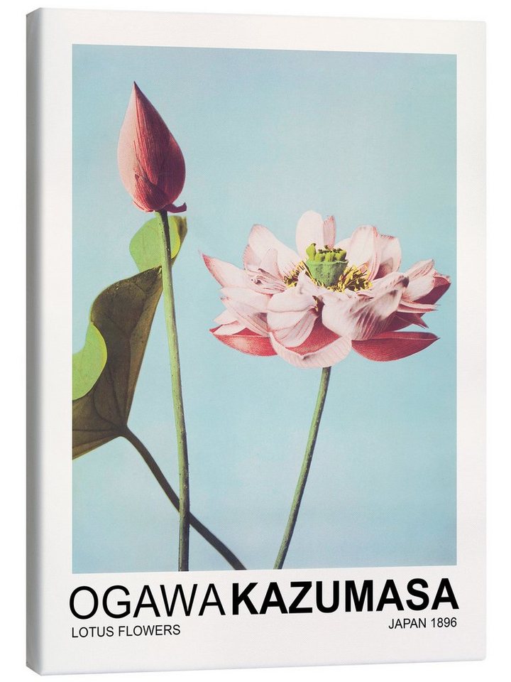 Posterlounge Leinwandbild Ogawa Kazumasa, Lotus Flowers, Wohnzimmer Modern Malerei von Posterlounge