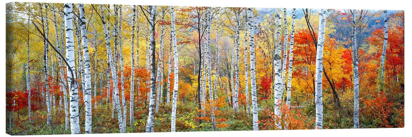 Posterlounge Leinwandbild Panoramic Images, Birkenwald im Herbst, Arztpraxis Fotografie von Posterlounge