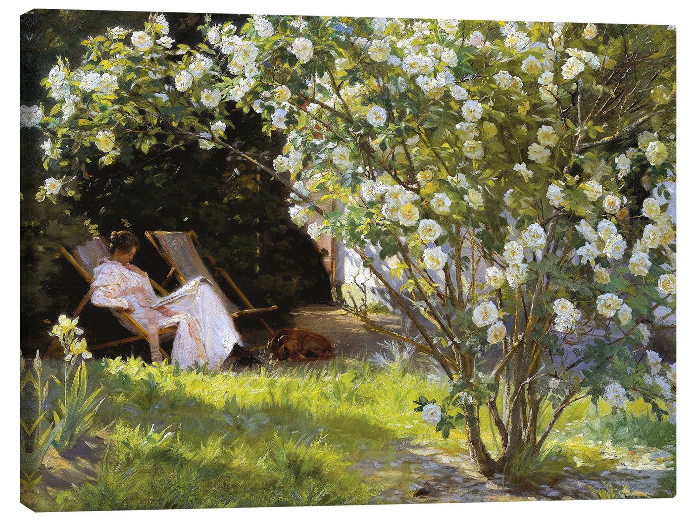 Posterlounge Leinwandbild Peder Severin Krøyer, Rosen, Marie Krøyer sitzt im Liegestuhl im Garten von Frau Bendsens Haus, Wohnzimmer Malerei von Posterlounge