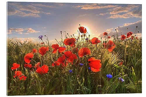 Posterlounge Mohn im Licht Acrylglasbild von Steffen Gierok 100 x 70 cm Blumen Wanddeko von Posterlounge