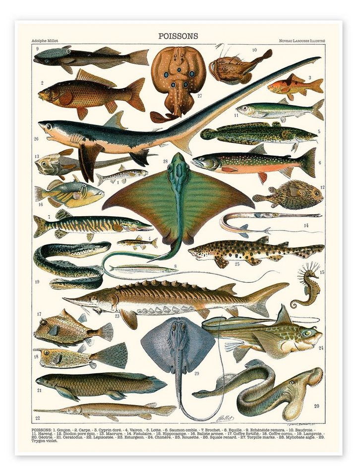 Posterlounge Poster Adolphe Millot, Meeresfische, 1905 (französisch), Wohnzimmer Maritim Illustration von Posterlounge