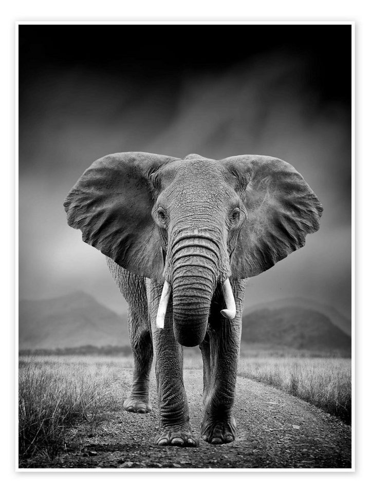 Posterlounge Poster Editors Choice, Elefant auf schwarzem Hintergrund, Wohnzimmer Fotografie von Posterlounge