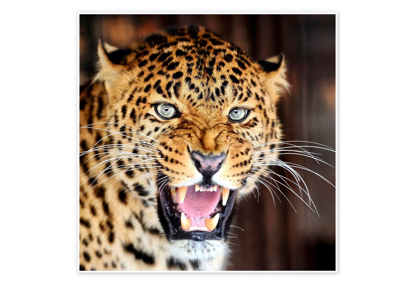 Posterlounge Poster Editors Choice, Leopard-Porträt, Fotografie von Posterlounge