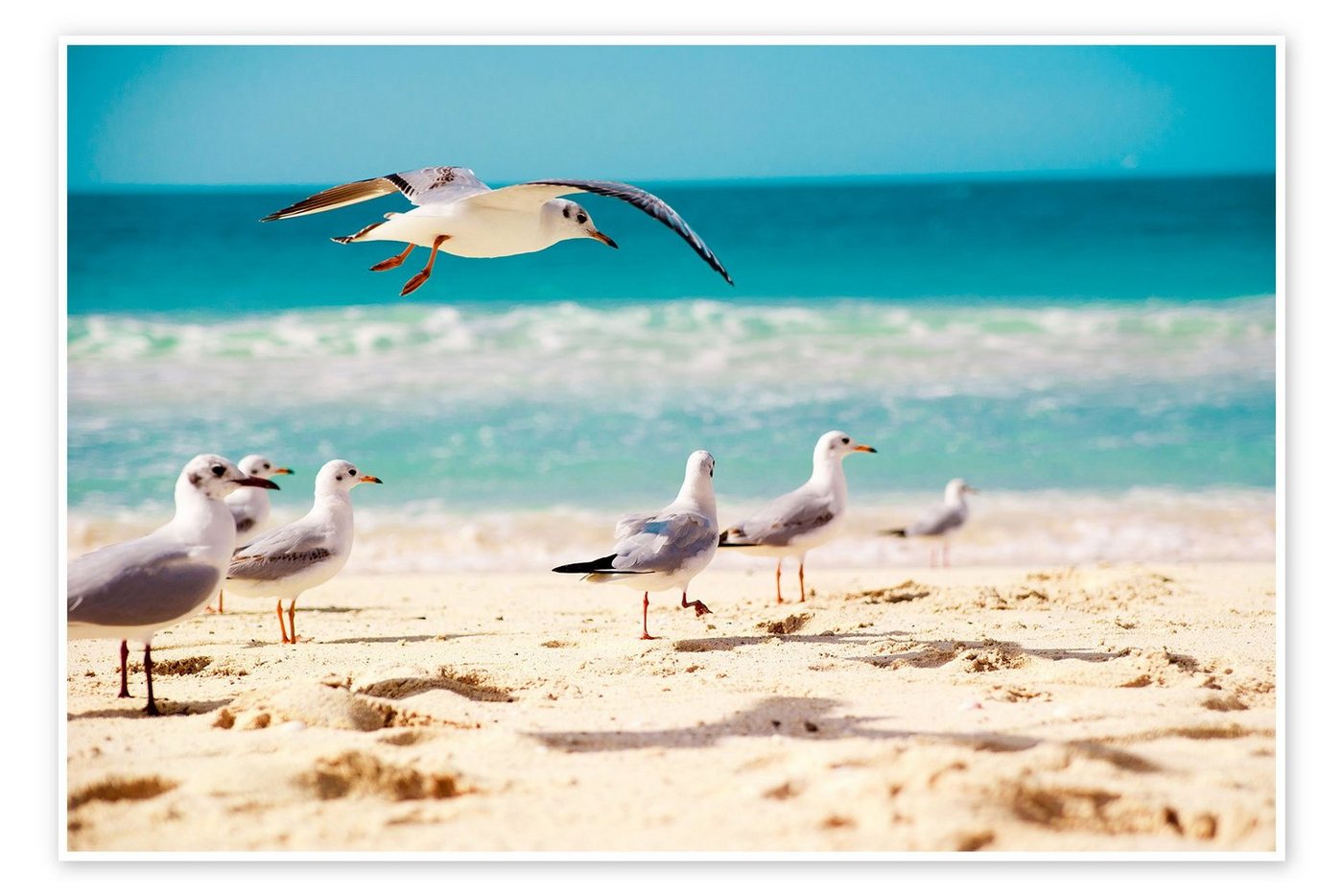 Posterlounge Poster Editors Choice, Möwenstrand, Badezimmer Maritim Fotografie Posterlounge Poster Editors Choice, Möwenstrand, Badezimmer Maritim Fotografie von Posterlounge