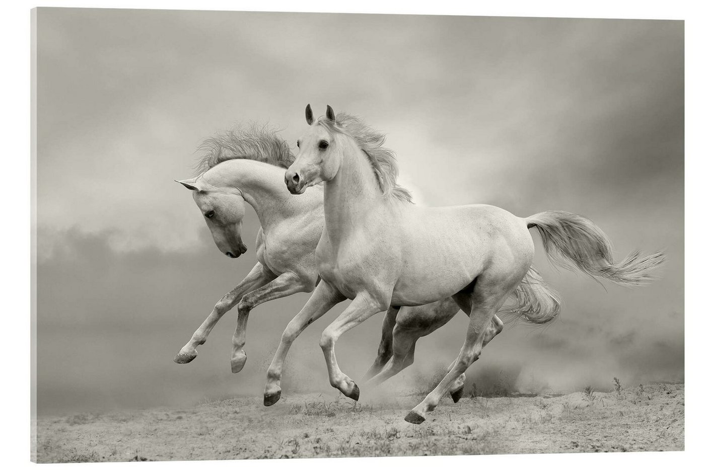 Posterlounge Poster Editors Choice, Pferde im Sommer, Badezimmer Fotografie Posterlounge Poster Editors Choice, Pferde im Sommer, Badezimmer Fotografie von Posterlounge