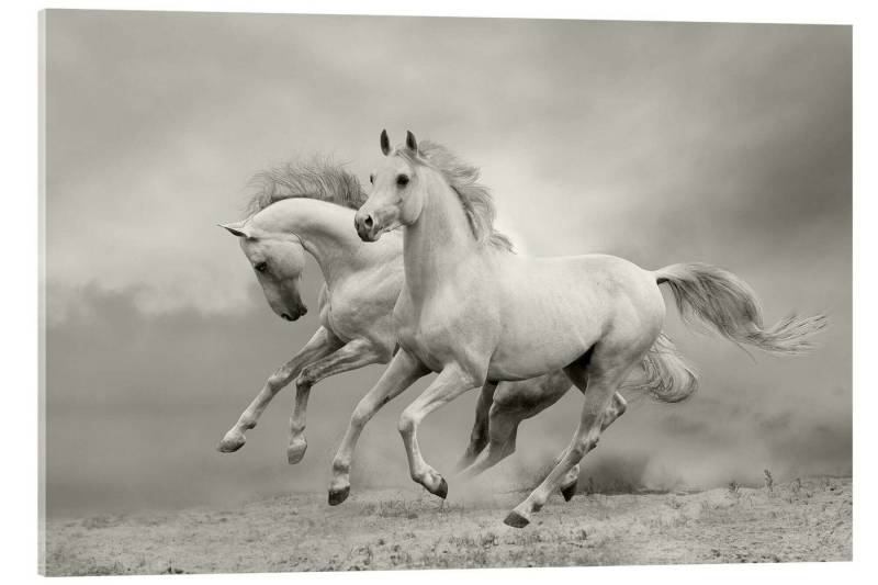 Posterlounge Poster Editors Choice, Pferde im Sommer, Badezimmer Fotografie Posterlounge Poster Editors Choice, Pferde im Sommer, Badezimmer Fotografie von Posterlounge