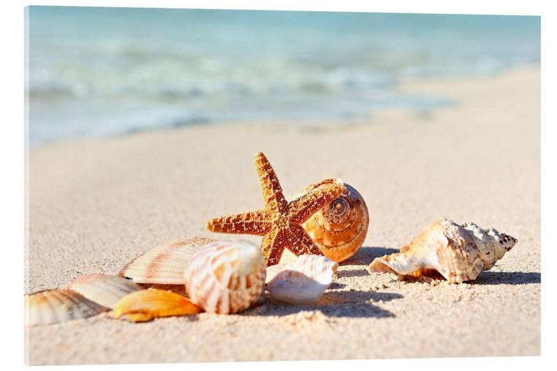 Posterlounge Poster Editors Choice, Seestern und Muscheln I, Badezimmer Maritim Fotografie von Posterlounge