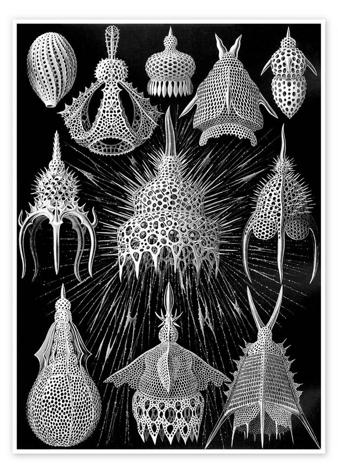 Posterlounge Poster Ernst Haeckel, Flaschenstrahlinge, Cyrtoidea (Kunstformen der Natur, 1899), Malerei von Posterlounge