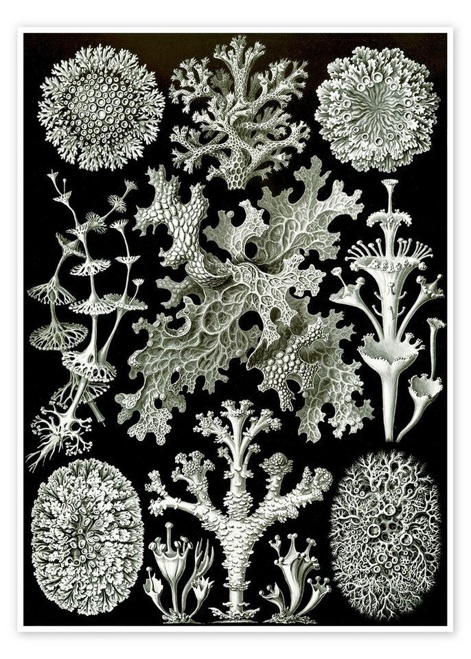 Posterlounge Poster Ernst Haeckel, Flechten, Lichenes (Kunstformen der Natur, 1899), Malerei von Posterlounge