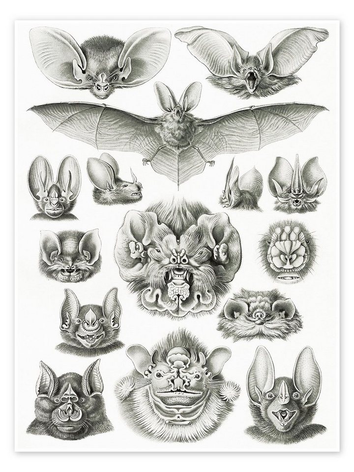 Posterlounge Poster Ernst Haeckel, Fledermäuse, Chiroptera (Kunstformen der Natur, 1899), Malerei von Posterlounge