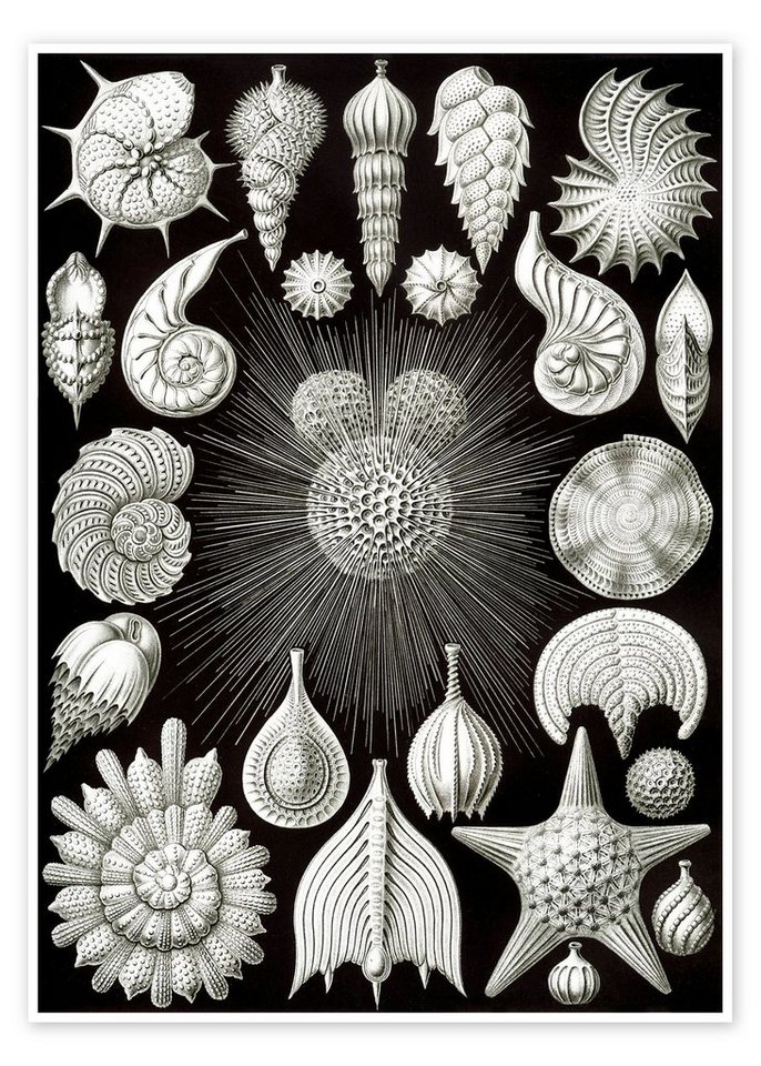 Posterlounge Poster Ernst Haeckel, Kammerlinge, Thalamphora 2 (Kunstformen der Natur, 1899), Malerei von Posterlounge