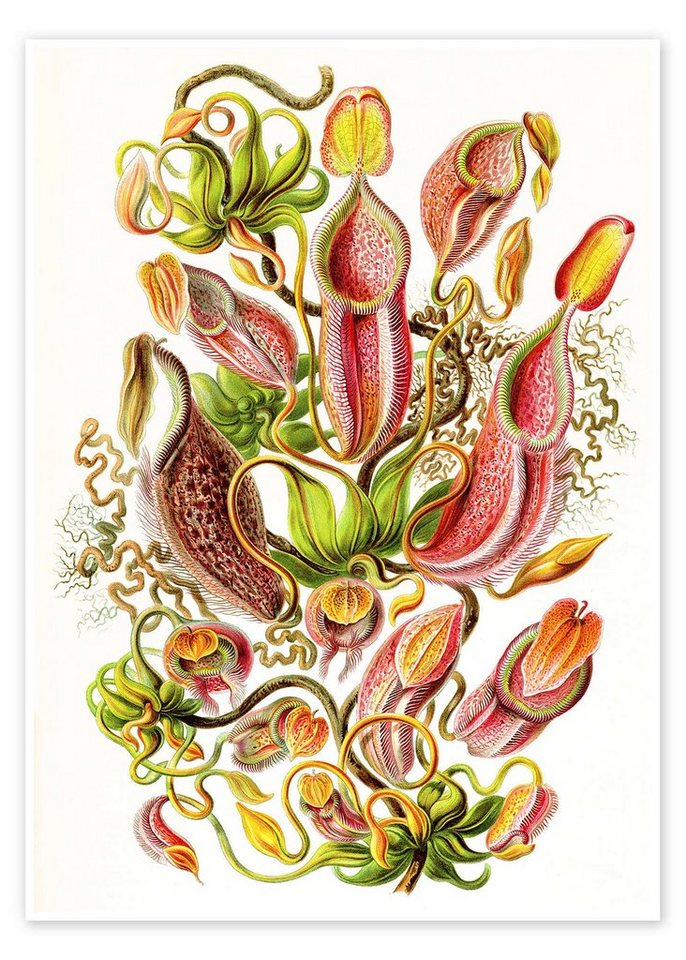 Posterlounge Poster Ernst Haeckel, Kannenpflanzen, Nepenthaceae (Kunstformen der Natur, 1899), Grafikdesign von Posterlounge