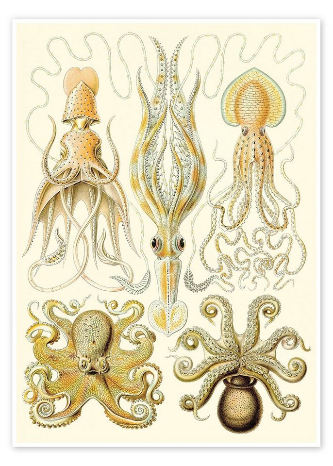 Posterlounge Poster Ernst Haeckel, Kopffüßer, Gamochonia - Kunstformen der Natur, 1899, Badezimmer Maritim Malerei von Posterlounge