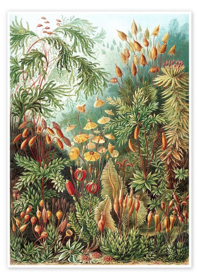 Posterlounge Poster Ernst Haeckel, Moose, Muscinae (Kunstformen der Natur, 1899), Wohnzimmer Malerei von Posterlounge