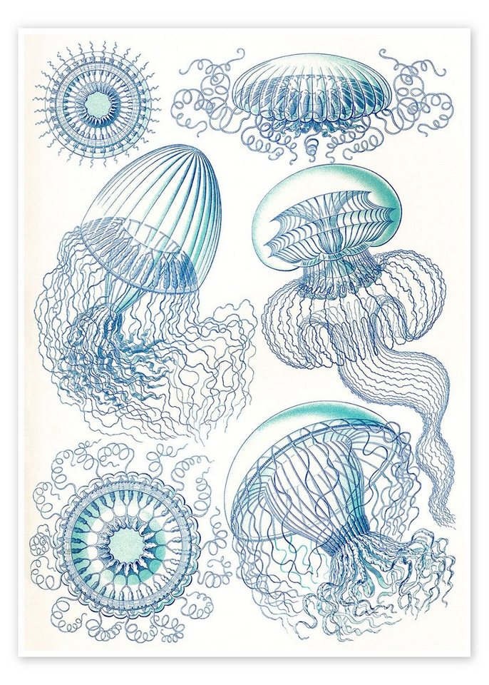 Posterlounge Poster Ernst Haeckel, Nesseltiere, Leptomedusae (Kunstformen der Natur, 1899), Badezimmer Maritim Malerei von Posterlounge