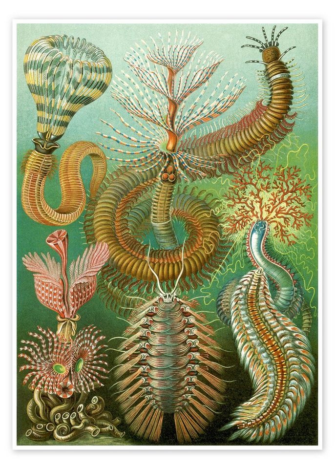 Posterlounge Poster Ernst Haeckel, Ringelwürmer, Chaetopoda (Kunstformen der Natur, 1899), Malerei von Posterlounge