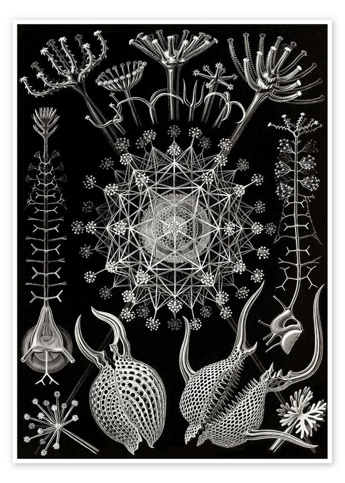 Posterlounge Poster Ernst Haeckel, Rohrstrahlinge, Phaeodaria (Kunstformen der Natur, 1899), Malerei von Posterlounge