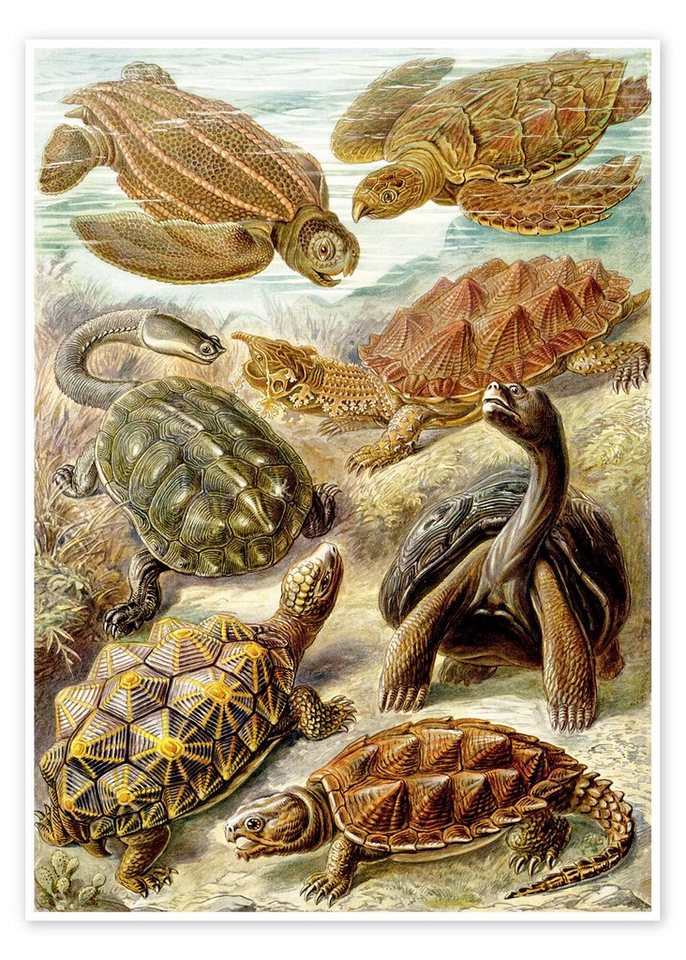 Posterlounge Poster Ernst Haeckel, Schildkröten, Chelonia (Kunstformen der Natur, 1899), Malerei von Posterlounge