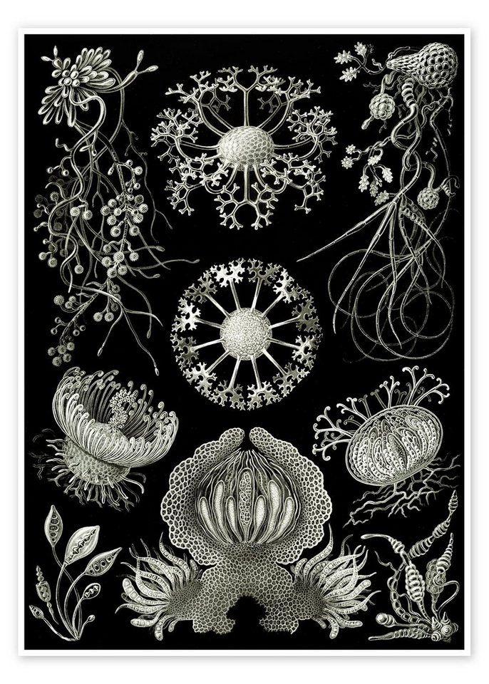 Posterlounge Poster Ernst Haeckel, Schlauchpilze, Ascomycetes (Kunstformen der Natur, 1899), Malerei von Posterlounge