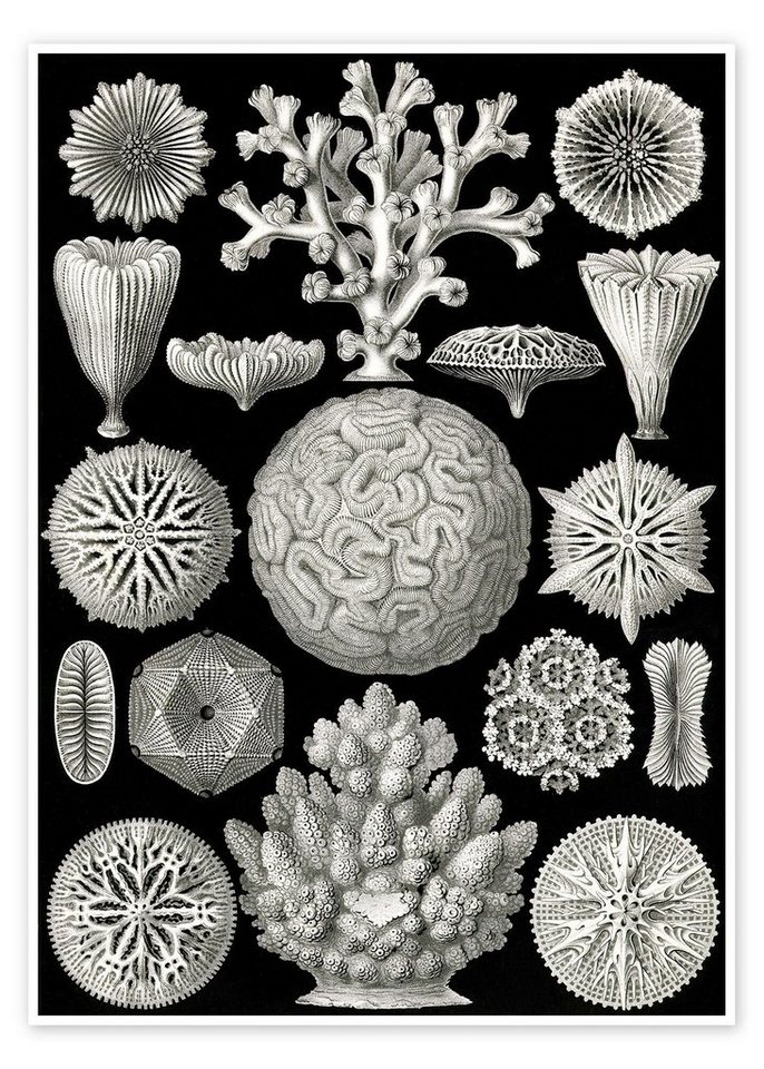 Posterlounge Poster Ernst Haeckel, Sechsstrahlige Blumentiere, Hexacorallia (Kunstformen der Natur, 1899), Malerei von Posterlounge