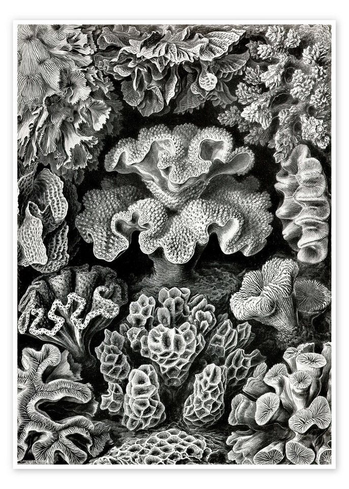 Posterlounge Poster Ernst Haeckel, Sechsstrahlige Blumentiere, Hexacorallia (Kunstformen der Natur, 1899), Malerei von Posterlounge