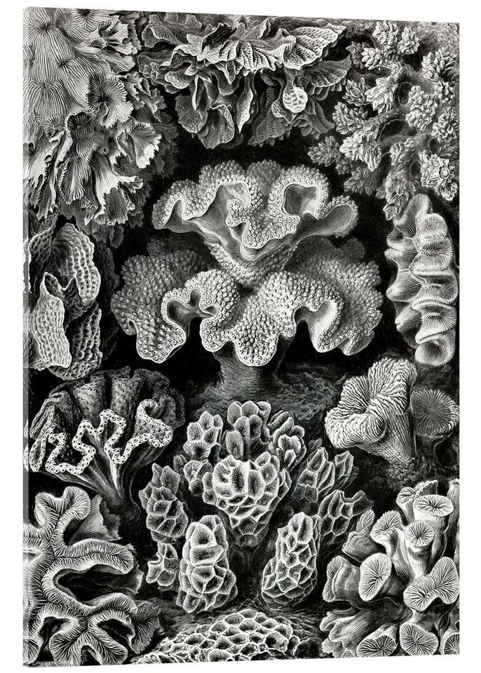 Posterlounge Poster Ernst Haeckel, Sechsstrahlige Blumentiere, Hexacorallia (Kunstformen der Natur, 1899), Malerei von Posterlounge