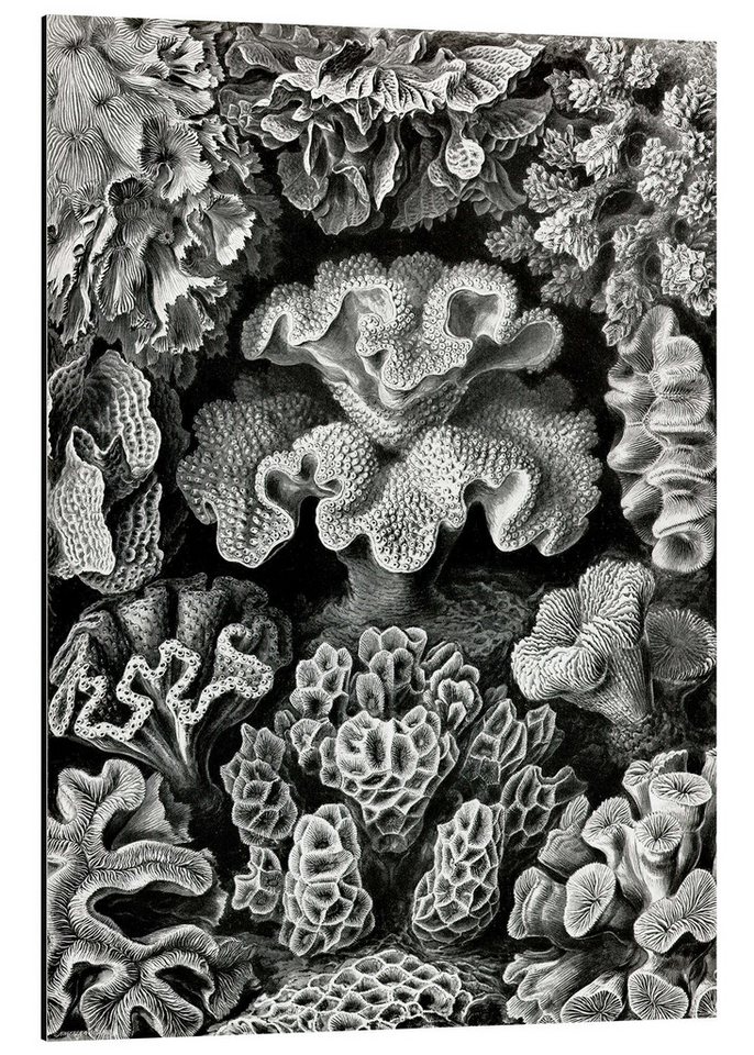 Posterlounge Poster Ernst Haeckel, Sechsstrahlige Blumentiere, Hexacorallia (Kunstformen der Natur, 1899), Malerei von Posterlounge