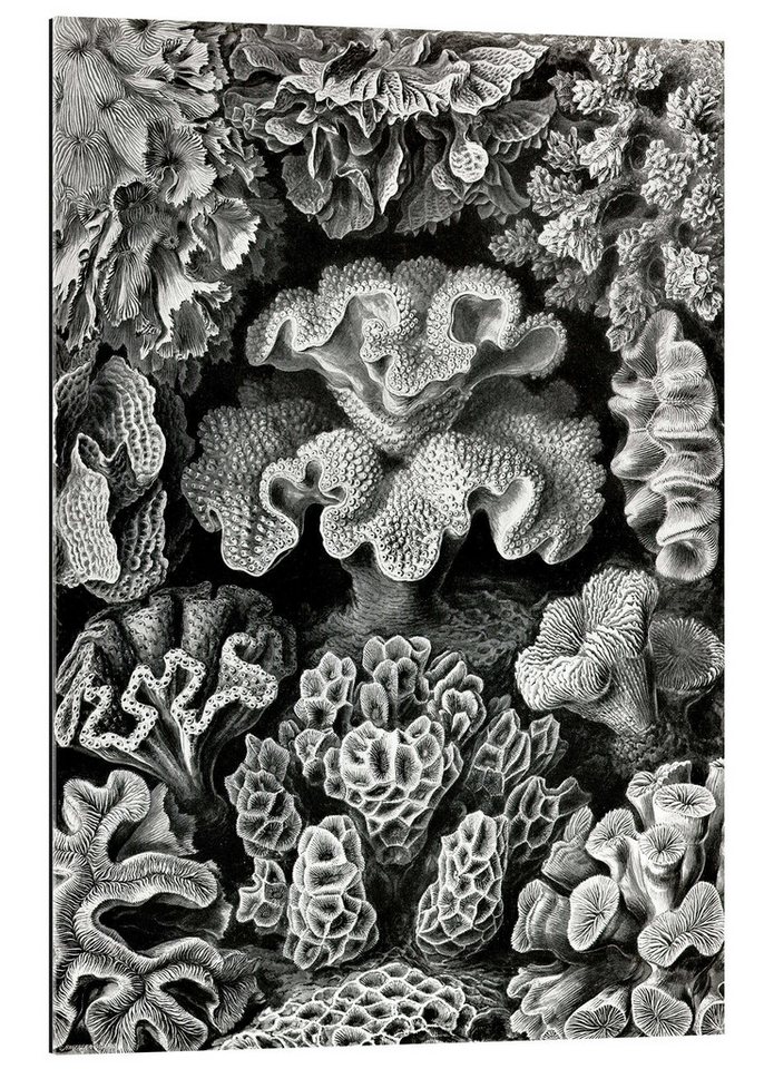 Posterlounge Poster Ernst Haeckel, Sechsstrahlige Blumentiere, Hexacorallia (Kunstformen der Natur, 1899), Malerei von Posterlounge