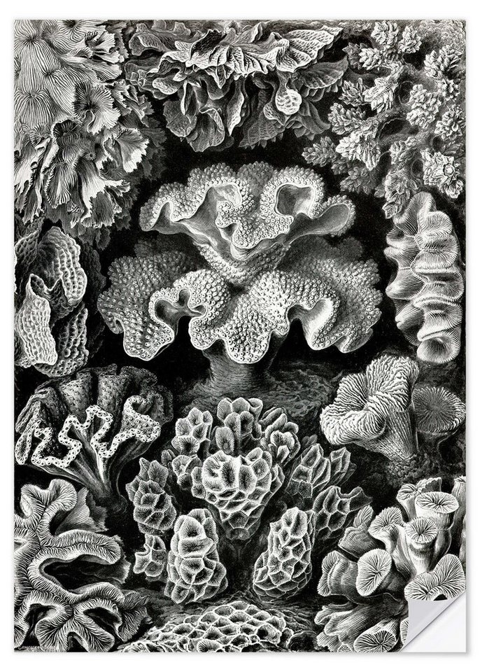 Posterlounge Poster Ernst Haeckel, Sechsstrahlige Blumentiere, Hexacorallia (Kunstformen der Natur, 1899), Malerei von Posterlounge