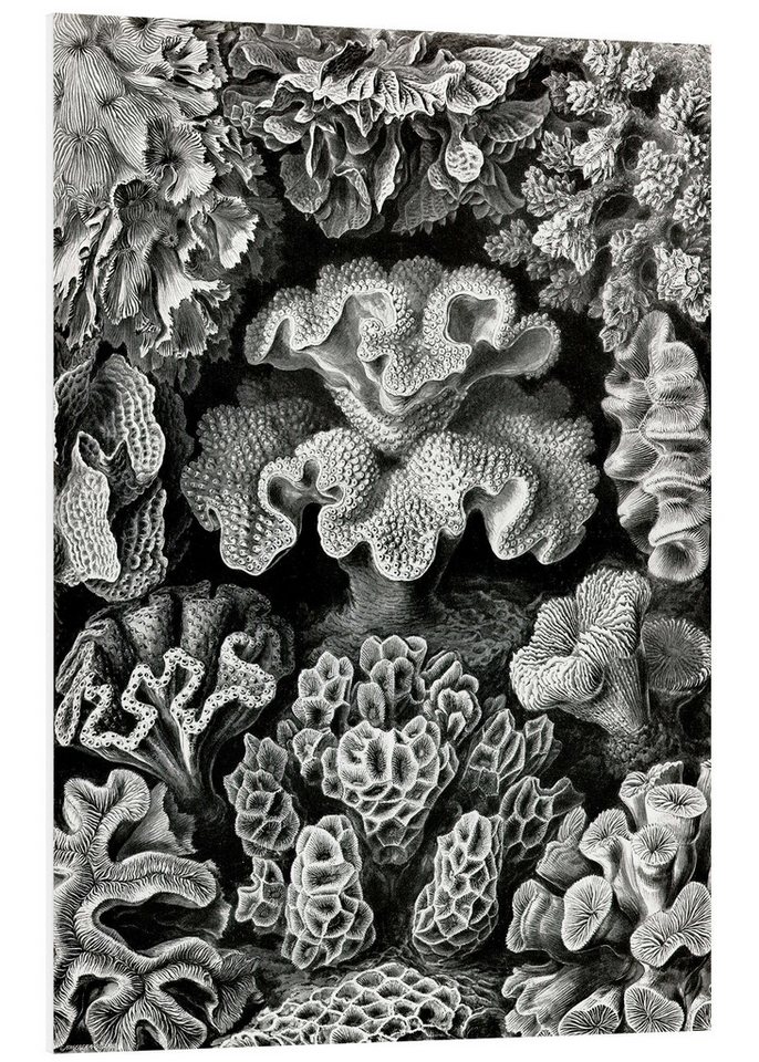 Posterlounge Poster Ernst Haeckel, Sechsstrahlige Blumentiere, Hexacorallia (Kunstformen der Natur, 1899), Malerei von Posterlounge
