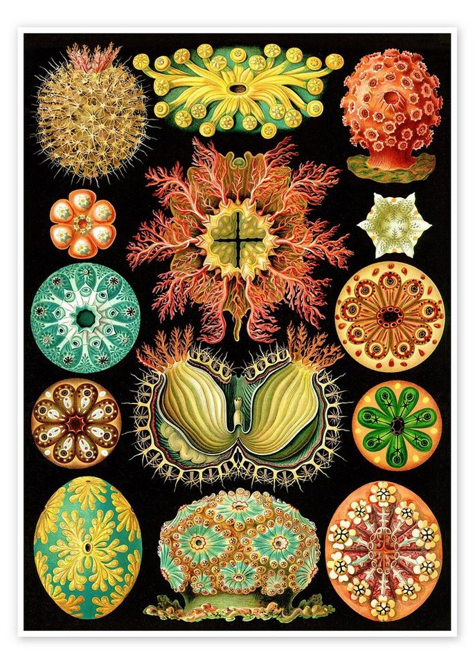 Posterlounge Poster Ernst Haeckel, Seescheiden, Ascidiae (Kunstformen der Natur, 1899), Badezimmer Maritim Malerei von Posterlounge