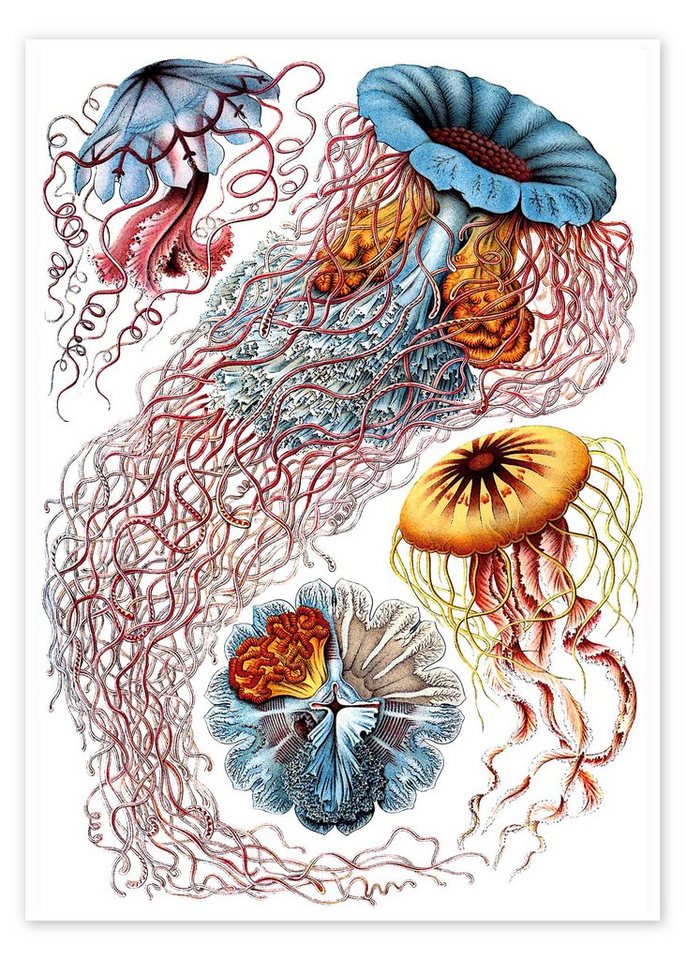 Posterlounge Poster Ernst Haeckel, Semaeostomiden, Discomedusae - Kunstformen der Natur, 1899 I, Badezimmer Maritim Malerei von Posterlounge