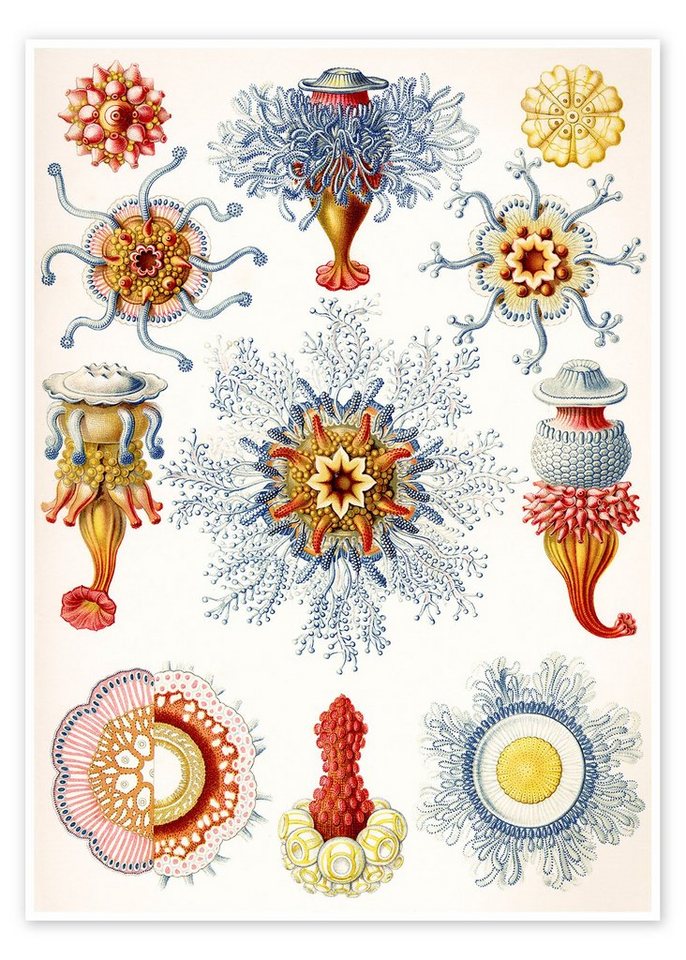 Posterlounge Poster Ernst Haeckel, Staatsquallen, Siphonophorae (Kunstformen der Natur, 1899), Malerei von Posterlounge