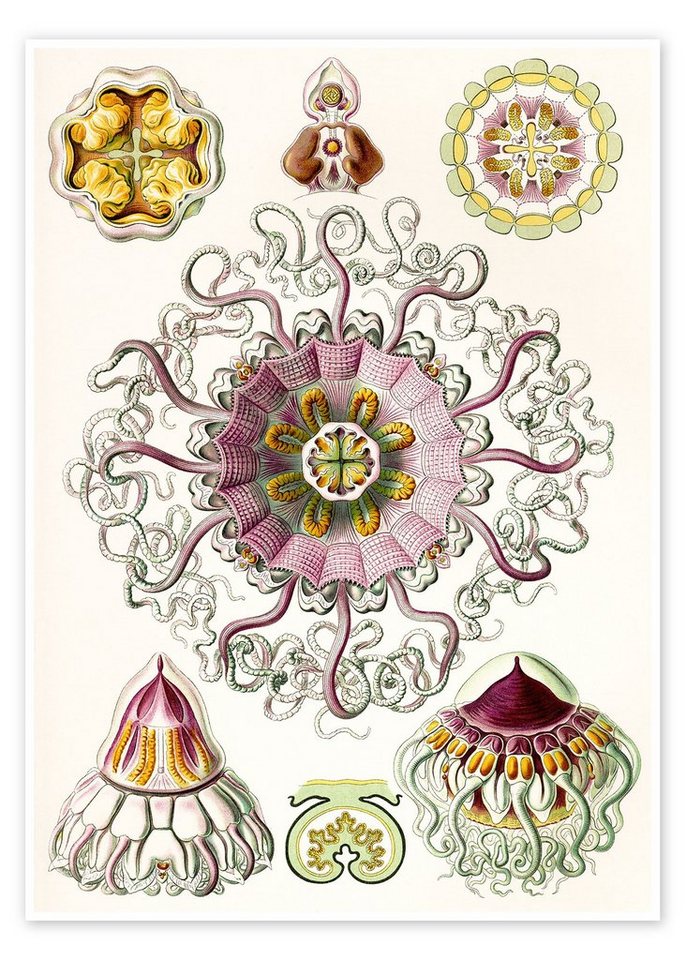 Posterlounge Poster Ernst Haeckel, Taschenquallen, Peromedusae, Periphylla (Kunstformen der Natur, 1899), Skandinavisch Malerei von Posterlounge