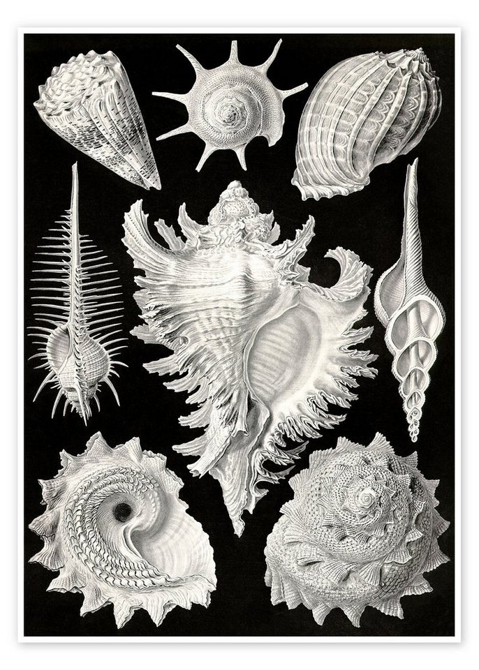 Posterlounge Poster Ernst Haeckel, Vorderkiemerschnecken, Prosobranchia (Kunstformen der Natur, 1899), Malerei von Posterlounge