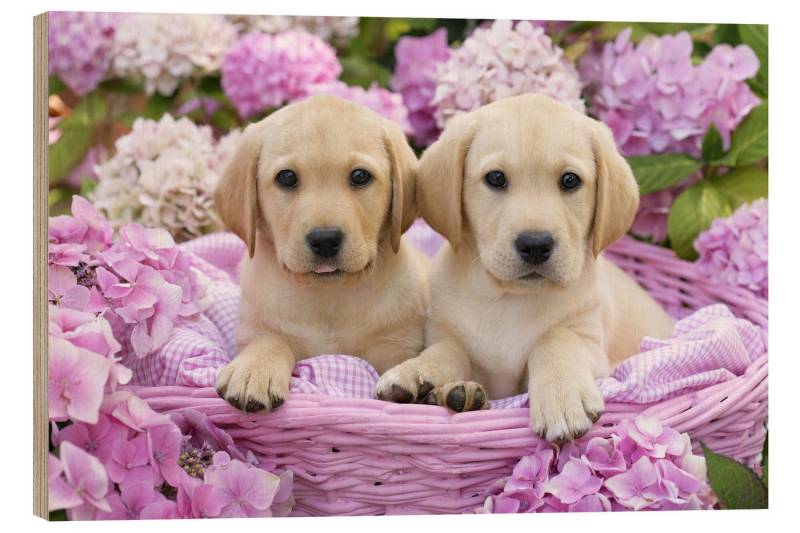 Posterlounge Wandbild Labradorwelpen im Körbchen, Greg Cuddiford, erhältlich als Poster, Leinwandbild, Wandsticker oder Acrylglasbild Posterlounge Wandbild Labradorwelpen im Körbchen, Greg Cuddiford, erhältlich als Poster, Leinwandbild, Wandsticker oder Acrylglasbild von Posterlounge