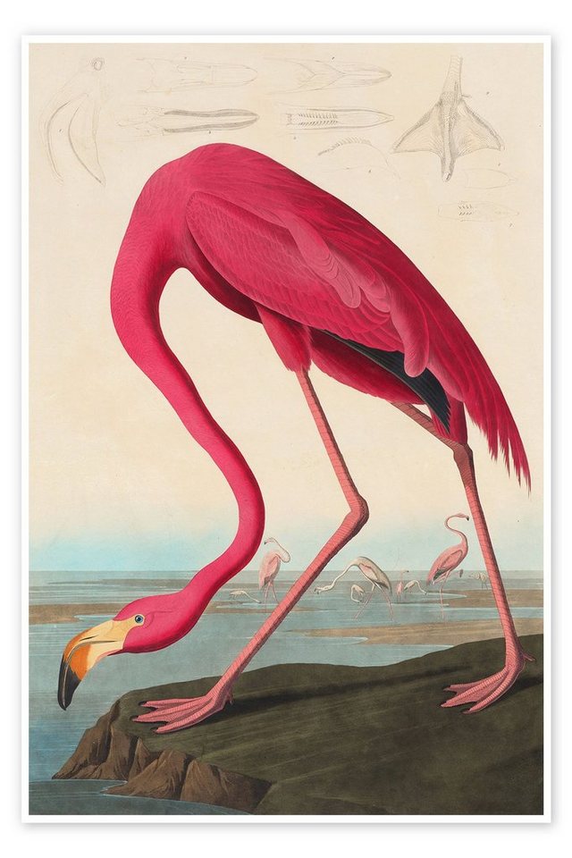 Posterlounge Poster John James Audubon, American flamingo - The Birds of America, Vintage Malerei von Posterlounge