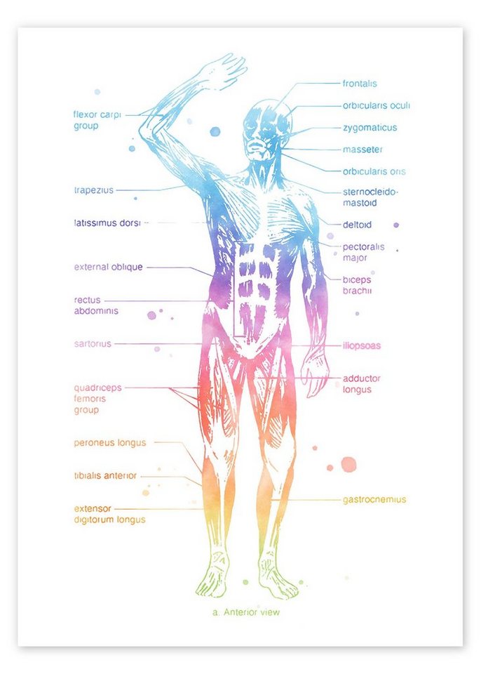Posterlounge Poster Mod Pop Deco, Regenbogen-Muskelsystem I, beschriftet, Fitnessraum Malerei von Posterlounge