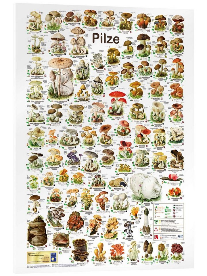 Posterlounge Wandbild Pilze, Planet Poster Editions, erhältlich als Poster, Leinwandbild, Wandsticker oder Acrylglasbild von Posterlounge